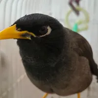مرغ مینا سخنگو