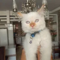 گربه هیمالین