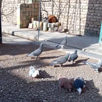 کبوتر|پرنده|مشهد, حسین‌آباد|دیوار