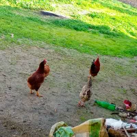 مرغ خروس محلی|حیوانات مزرعه|مسجد سلیمان, |دیوار