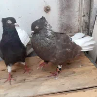 جفت اشعل نرماده