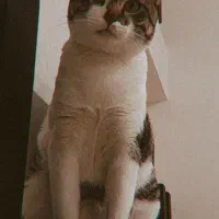 گربه|گربه|صفادشت, |دیوار