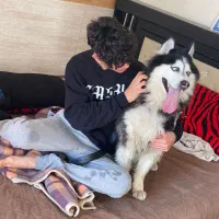 سگ هاسکی|سگ|تهران, جیحون|دیوار