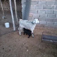 بز کهره دار