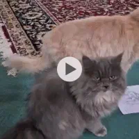 فروش گربه پرشین|گربه|گرگان, |دیوار