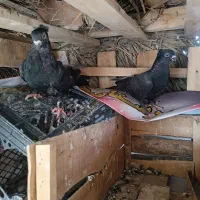 کبوتر زاغ کلافه ...خون خالص|پرنده|جیرفت, |دیوار