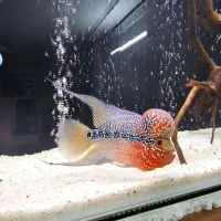 ماهی فلاور هورن تایلندی