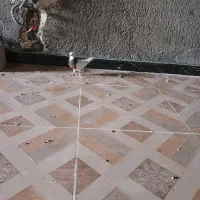 جفت طوقی جوجه|پرنده|رامشیر, |دیوار