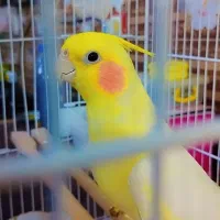 عروس هلندی و مرغ عشق