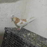 کفتر یا کبوتر گرفتی غریب گیری کفتر تیرماه کفتر خوب|پرنده|تهران, خلازیر|دیوار