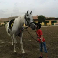 نعل اسب کار کرده دونه ی صدو هفتاد|اسب و تجهیزات اسب‌سواری|محمدشهر, همایون ویلا|دیوار