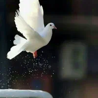 پرنده زینتی