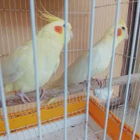 خروس سرحال|پرنده|قشم, |دیوار