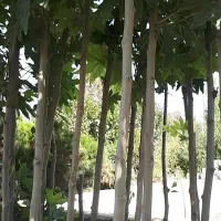 چنار با طراوت شاداب|گل و گیاه طبیعی|تهران, خلیج فارس|دیوار