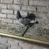 پرنده فروشی|پرنده|چناران, |دیوار