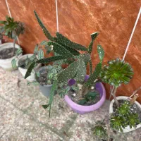 گل وگیاه|گل و گیاه طبیعی|آستانه اشرفیه, |دیوار