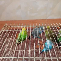 مرغ عشق|پرنده|ملکان, |دیوار