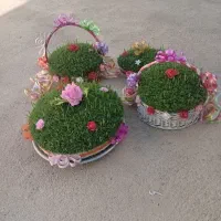 سبزه|گل و گیاه طبیعی|کنگاور, |دیوار