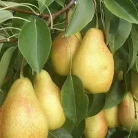 نهالستان سهند