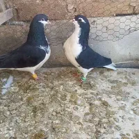 هفرنگ خطی طوقی سیاهپوش|پرنده|اقبالیه, |دیوار