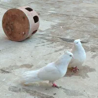 سفید اراکی اصل|پرنده|پاکدشت, پاکدشت (مامازند)|دیوار