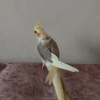 عروس هلندی ابلق