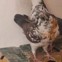 قاره پرشی آس|پرنده|کرج, مهرویلا جنوبی|دیوار