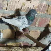 کفتر|پرنده|بمپور, |دیوار