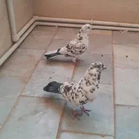 کبوتر ( کفتر پرشی)