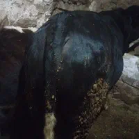 فروش گاو نر