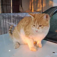 واگذاری گربه های DSH