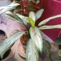 گل های طبیعی|گل و گیاه طبیعی|نورآباد, |دیوار