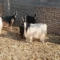 بز و بزغاله