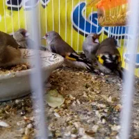 سهره معاوضه یافروشی|پرنده|مشهد, نظام دوست|دیوار