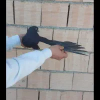 کفتر زاغ ماده