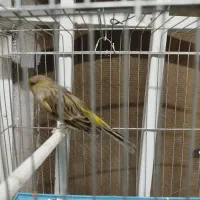 دوتا قناری نر وماده