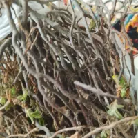 اسپند مریم یا عروس صخره