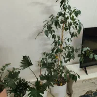 زاموفیلیا|گل و گیاه طبیعی|شاندیز, |دیوار