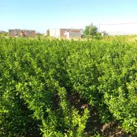 نهال|گل و گیاه طبیعی|جیرفت, |دیوار