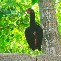 لاری|حیوانات مزرعه|گرگان, |دیوار