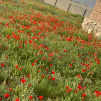 باغ  دور دیوار باغرود کوچه  محمدی
