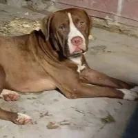 سگ پید بل|سگ|خورموج, |دیوار