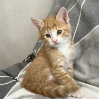 واگذاری دوتا بچه گربه خانگی