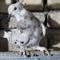 کبوتر هما سرور