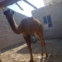 تعداد 10عدد جونگ نر آماده پرواز کرد|حیوانات مزرعه|جزنیک, |دیوار