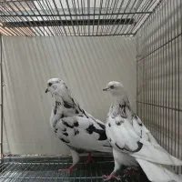کفتر پرشی|پرنده|تهران, شهرک آزادی|دیوار