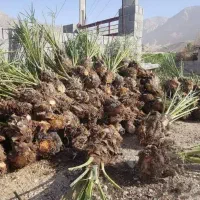 مرکز فروش دمیت نخل کبکاب در دشتستان|خدمات باغبانی و درختکاری|بوشهر, |دیوار