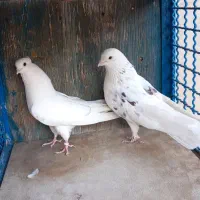 کفتر پرشی