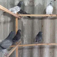 گنجه کفتر اهنی با کفتر|پرنده|تهران, خزانه|دیوار