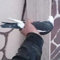 کبوتر ابی|پرنده|باسمنج, |دیوار